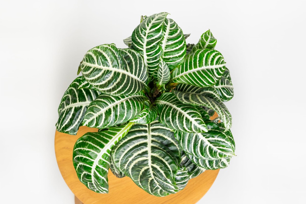 APHELANDRA-SQUARROSA-DANIA-AFELANDRA-04