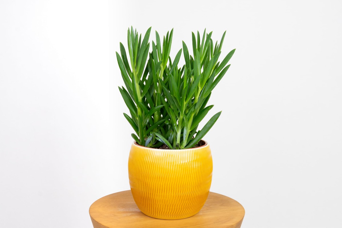 Starzec-rozłogowy-curio-repensa-senecio-serpens.jpg