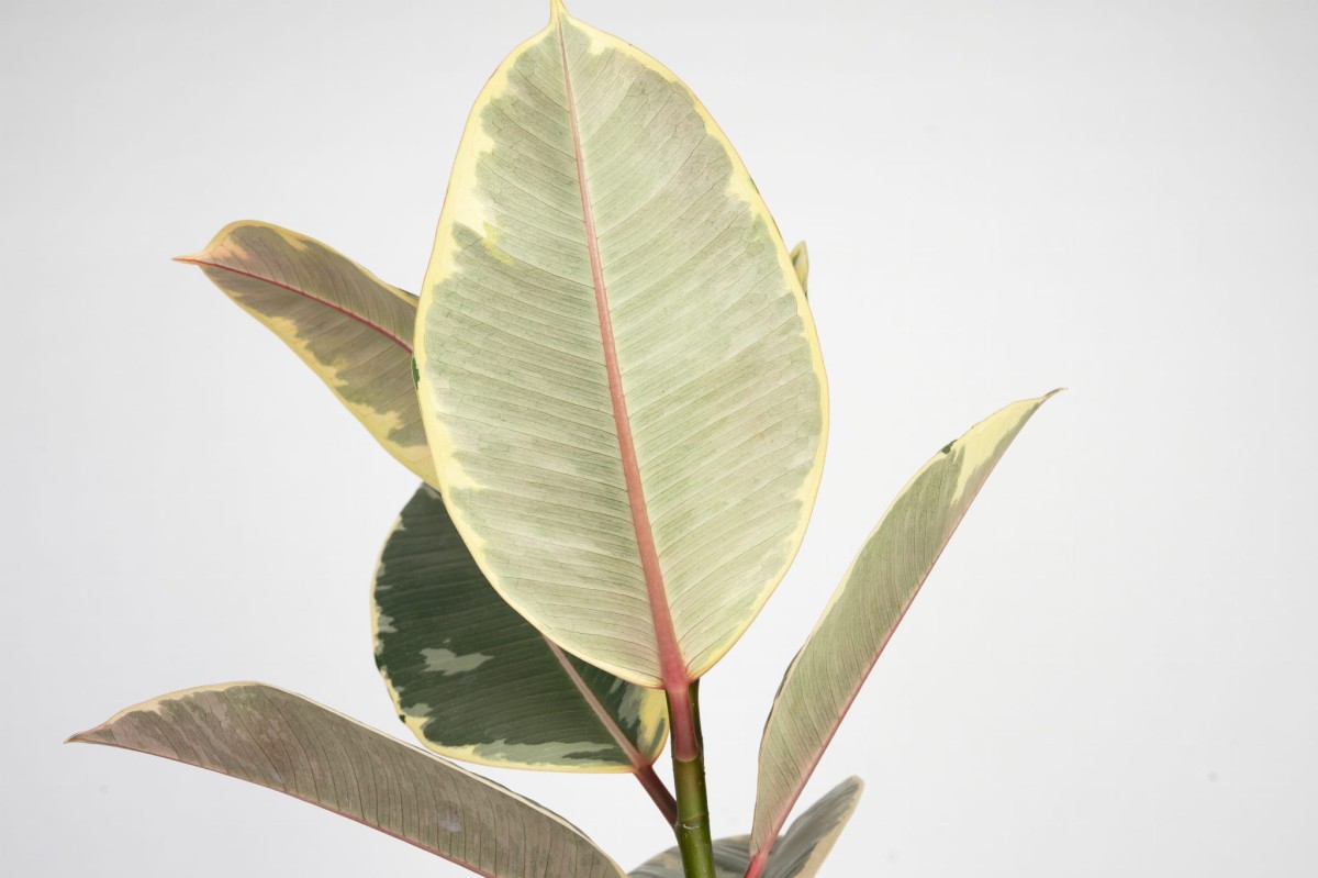 ficus-elastica-tineke-figowiec-sprezysty-liscie.jpg