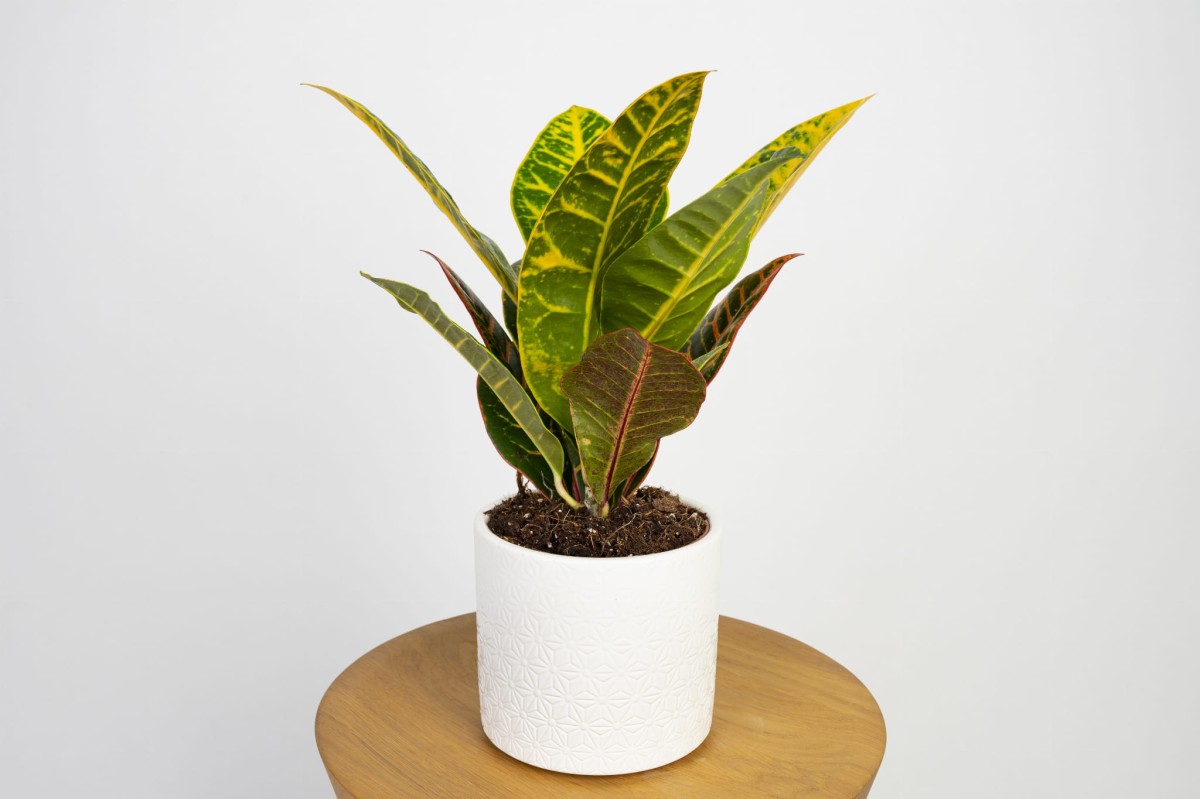 kroton-codiaeum-variegatum-petra-03.jpg