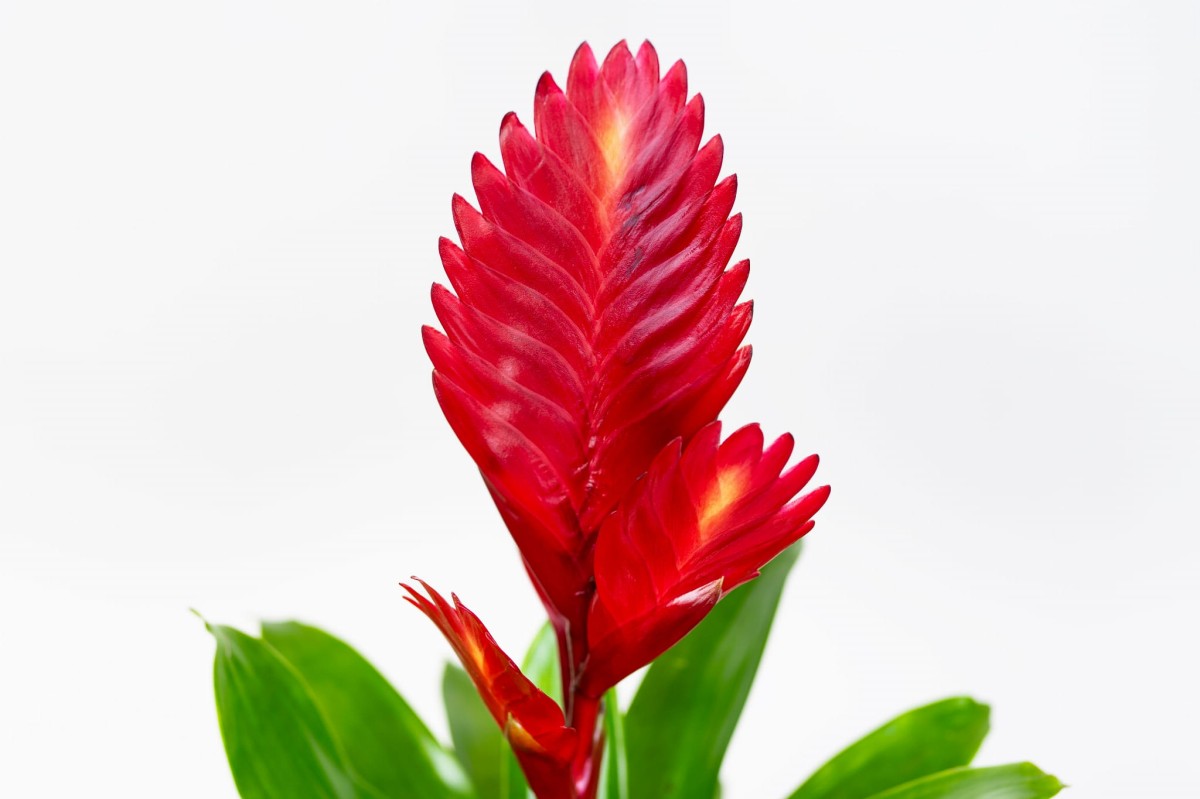 FRIZEA-LŚNIĄCA-VRIESEA-VOGUE-BROMELIA-CZERWONA-RED-01.jpg