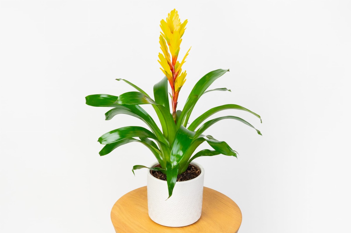 FRIZEA-LŚNIĄCA-VRIESEA-VOGUE-BROMELIA-ŻÓŁTA-YELLOW-0.jpg