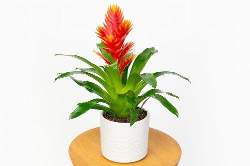 Frizea lśniąca - pomarańczowa Vriesea Vogue Bromelia 