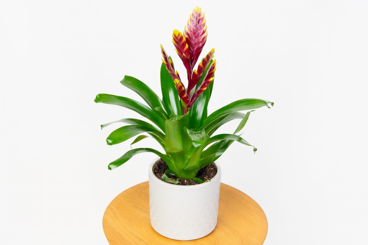 FRIZEA-LŚNIĄCA-VRIESEA-VOGUE-BROMELIA-BORDOWA-0.jpg