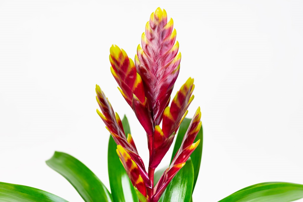 FRIZEA-LŚNIĄCA-VRIESEA-VOGUE-BROMELIA-BORDOWA-02.jpg