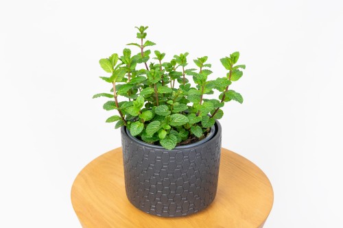 Miętę Okrągłolistną z Włoch  ( Mentha suaveolens)