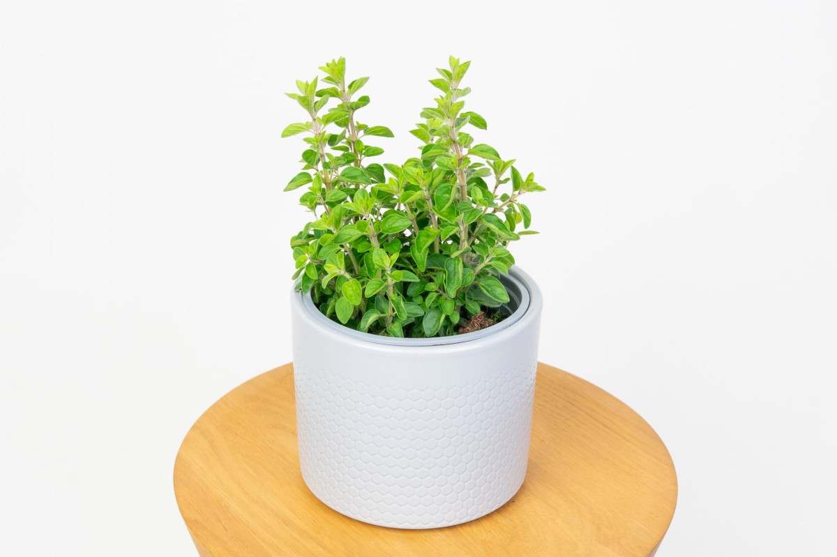 Oregano-z-Wloch-Origanum-Vulgare-0.jpg