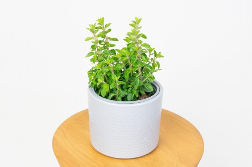 Oregano z Włoch (Origanum Vulgare)