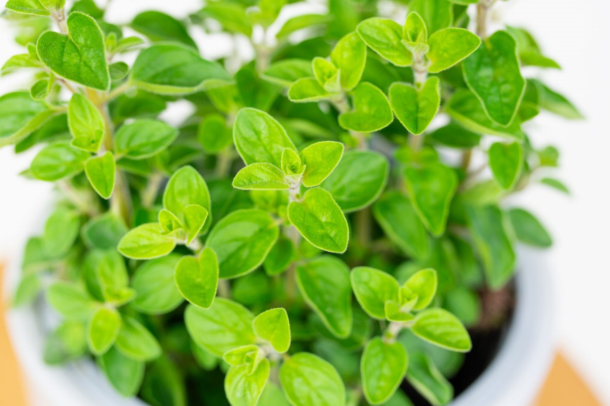 Oregano-z-Wloch-Origanum-Vulgare-01.jpg