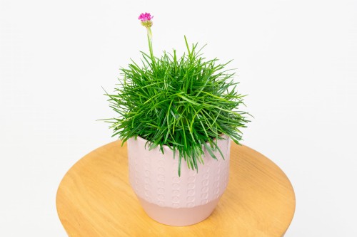 Zawciąg Nadmorski (Armeria maritima)