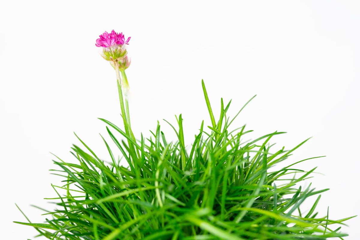 Zawciag-Nadmorski-Armeria-maritima-01.jpg