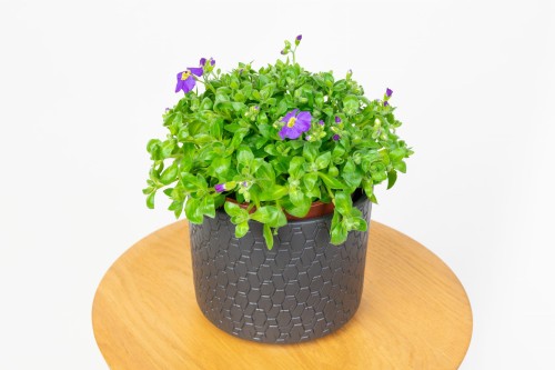 Żagwin Zwyczajny (Aubrieta deltoidea)