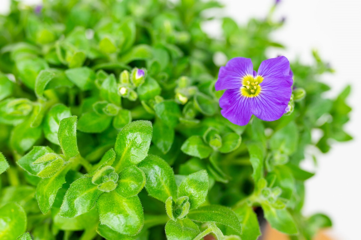 zagwin-zwyczajny-aubrieta-deltoidea-03.jpg