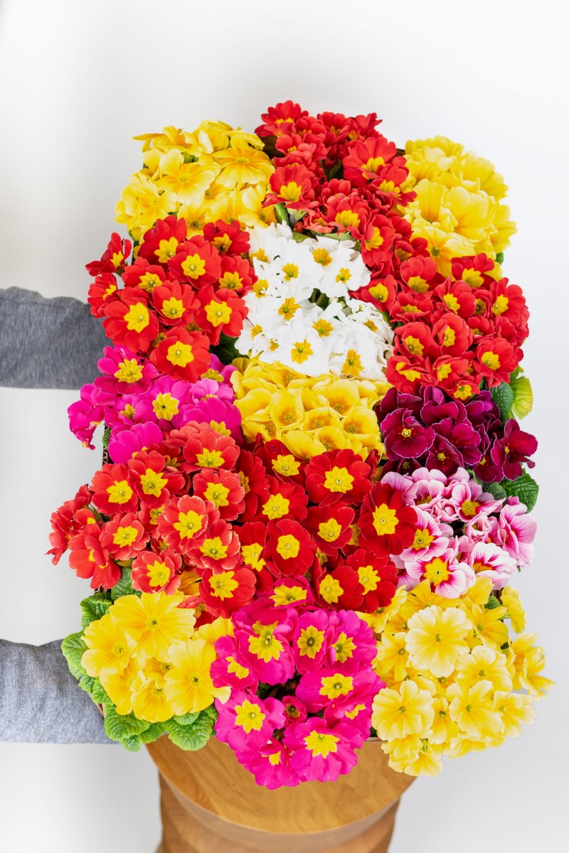 PIERWIOSNEK-POSPOLITY-PRIMULA-VULGARIS-01.jpg