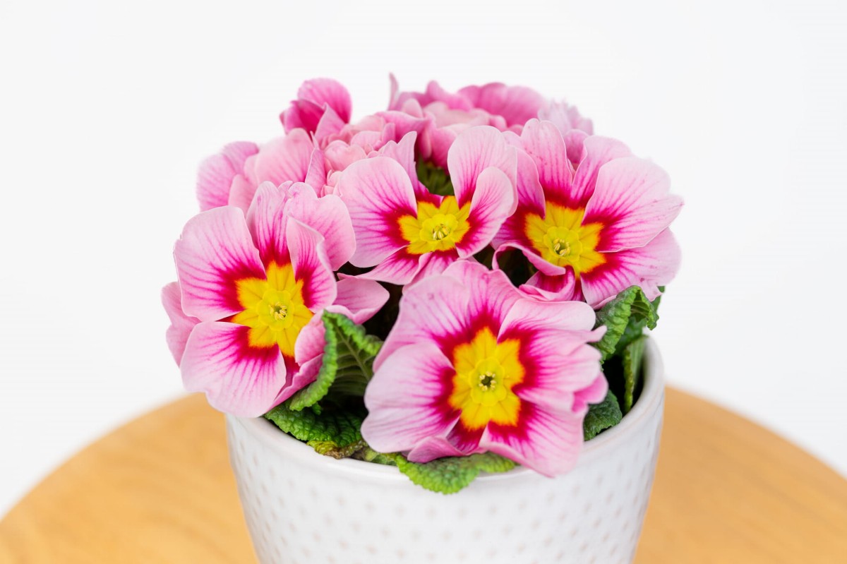 PIERWIOSNEK-POSPOLITY-PRIMULA-VULGARIS-02.jpg