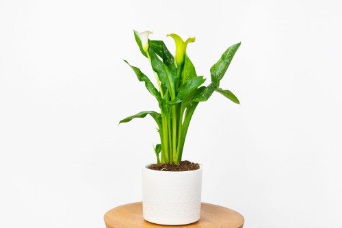 Kalia białokremowa Cala - (Zantedeschia albaomaculata)
