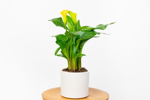 Kalia żółta Cala - (Zantedeschia albaomaculata) 