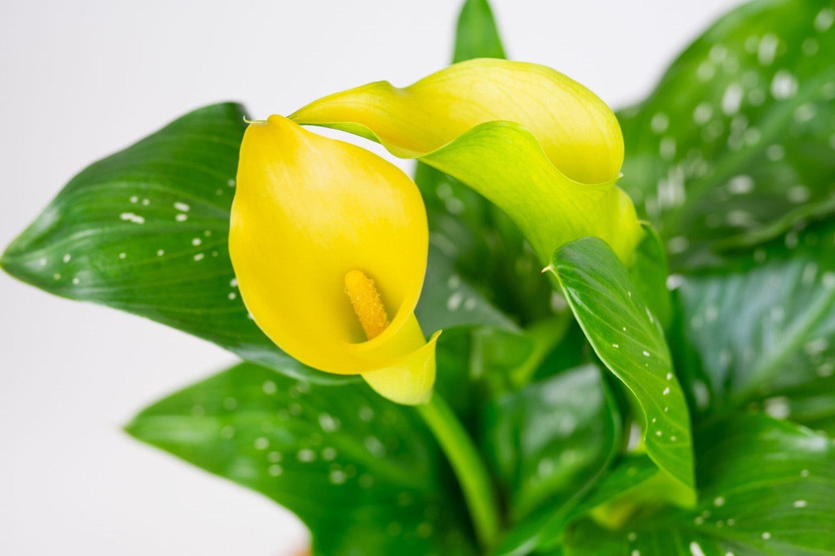 Kalia-żółta-Zantedeschia-albaomaculata-02.jpg