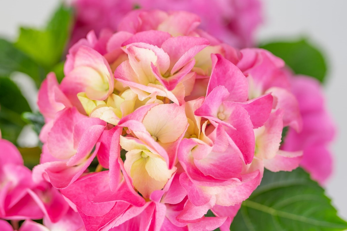 Hortensja-Ogrodowa-Hot-Red-Hydrangea-Macrophylla-05.jpg