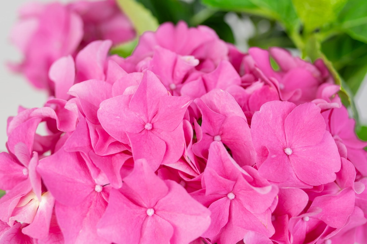 Hortensja-Ogrodowa-Hot-Red-Hydrangea-Macrophylla-06.jpg