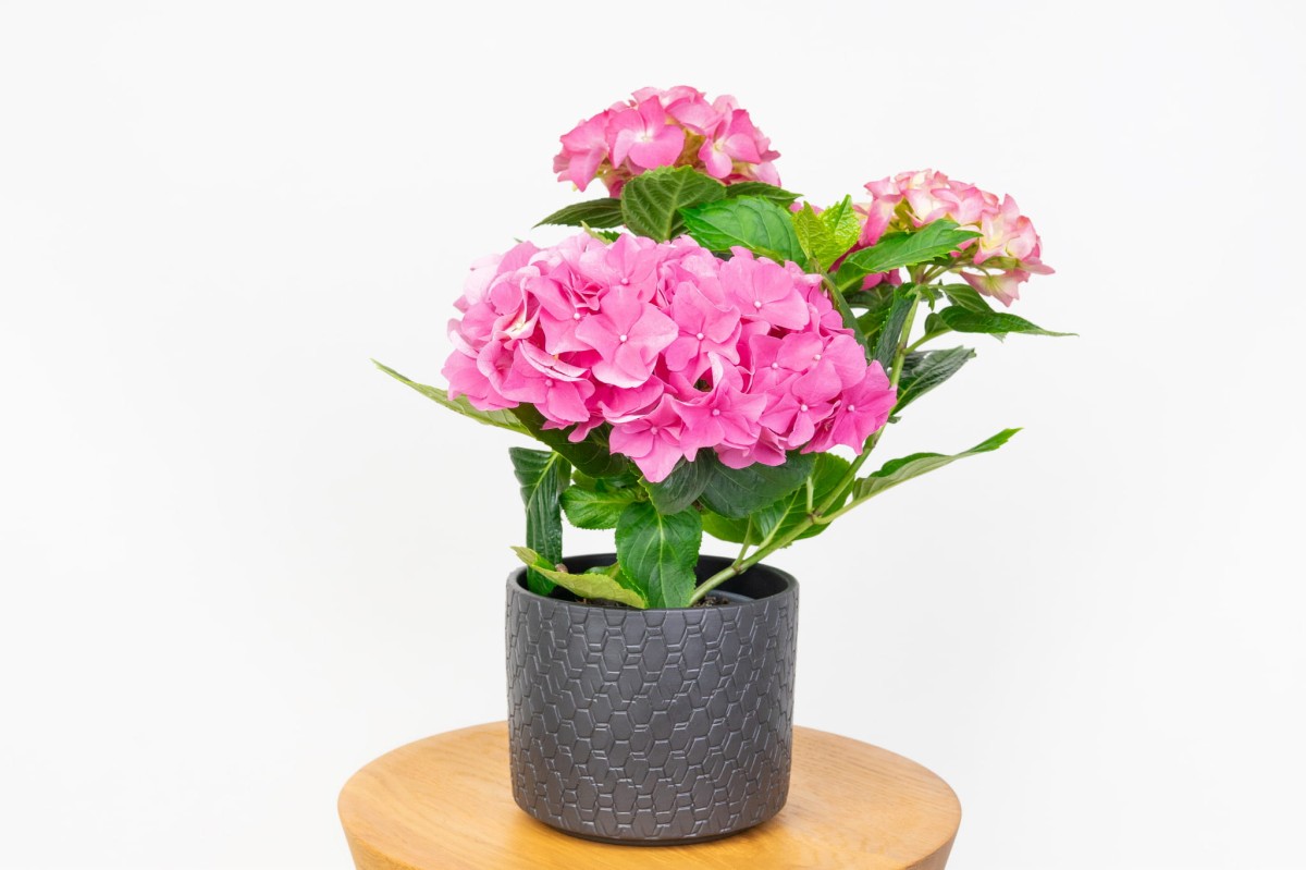 Hortensja-Ogrodowa-Hot-Red-Hydrangea-Macrophylla-0.jpg