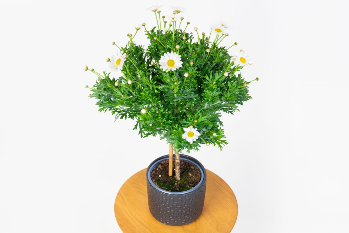 margaretka-argyranthemum-na-pniu-02.jpg