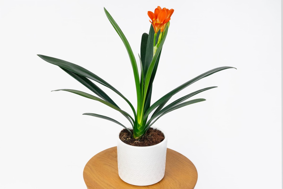 Kliwia-Pomaranczowa-Clivia-miniata-0.jpg