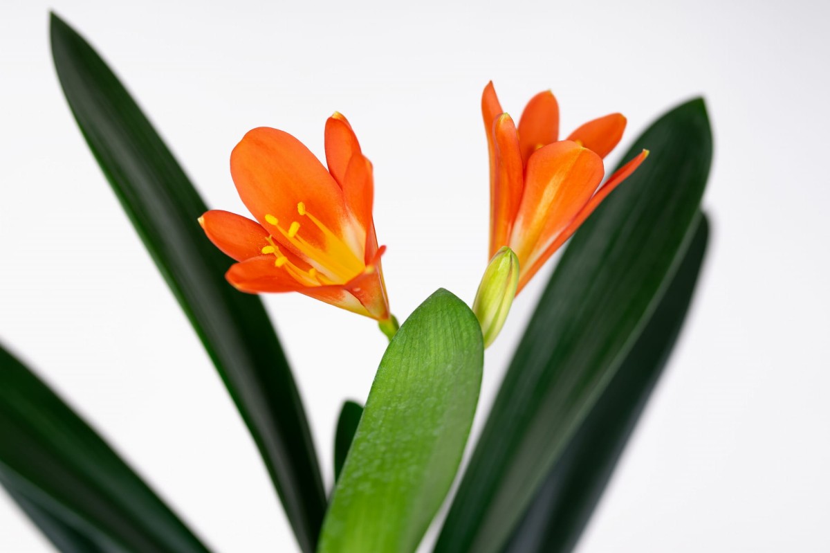 Kliwia-Pomaranczowa-Clivia-miniata-01.jpg