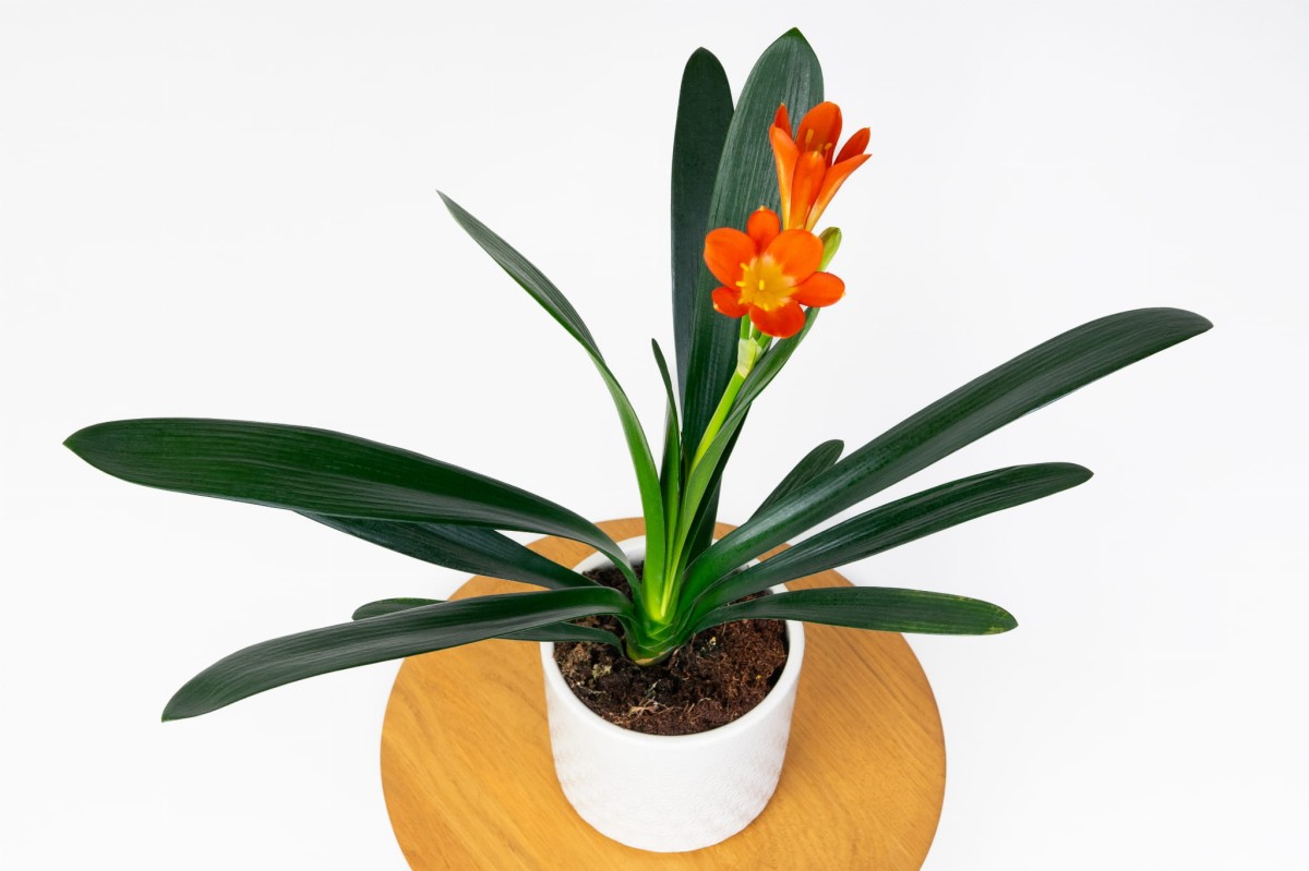 Kliwia-Pomaranczowa-Clivia-miniata-02.jpg