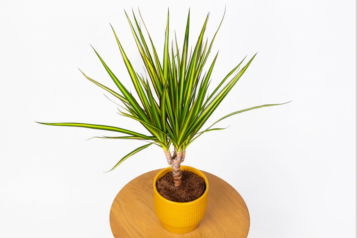 Dracaena-marginata-Sunray-Dracena-01.jpg