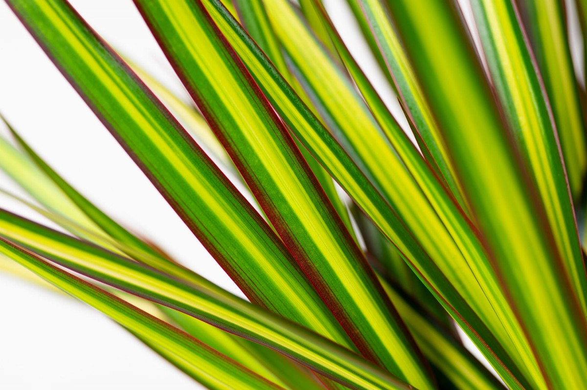 Dracaena-marginata-Sunray-Dracena-02.jpg