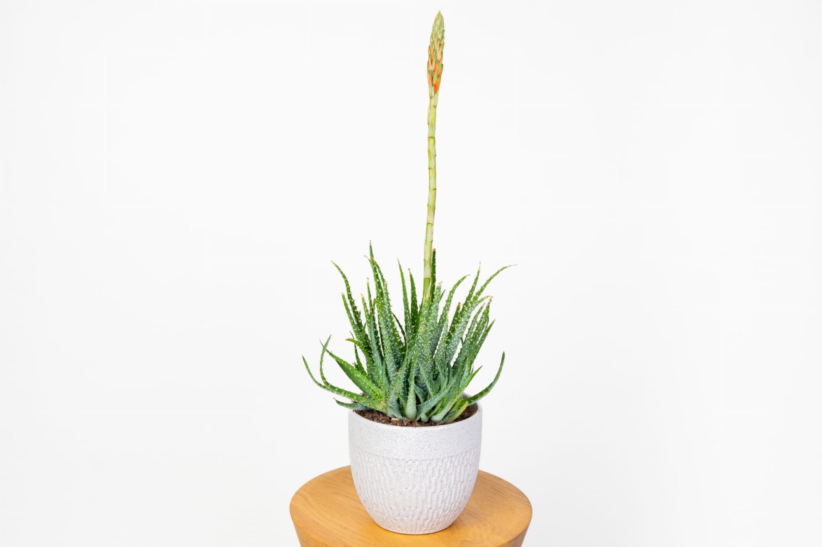 Aloe-humilis-Aloes-niski-0.jpg