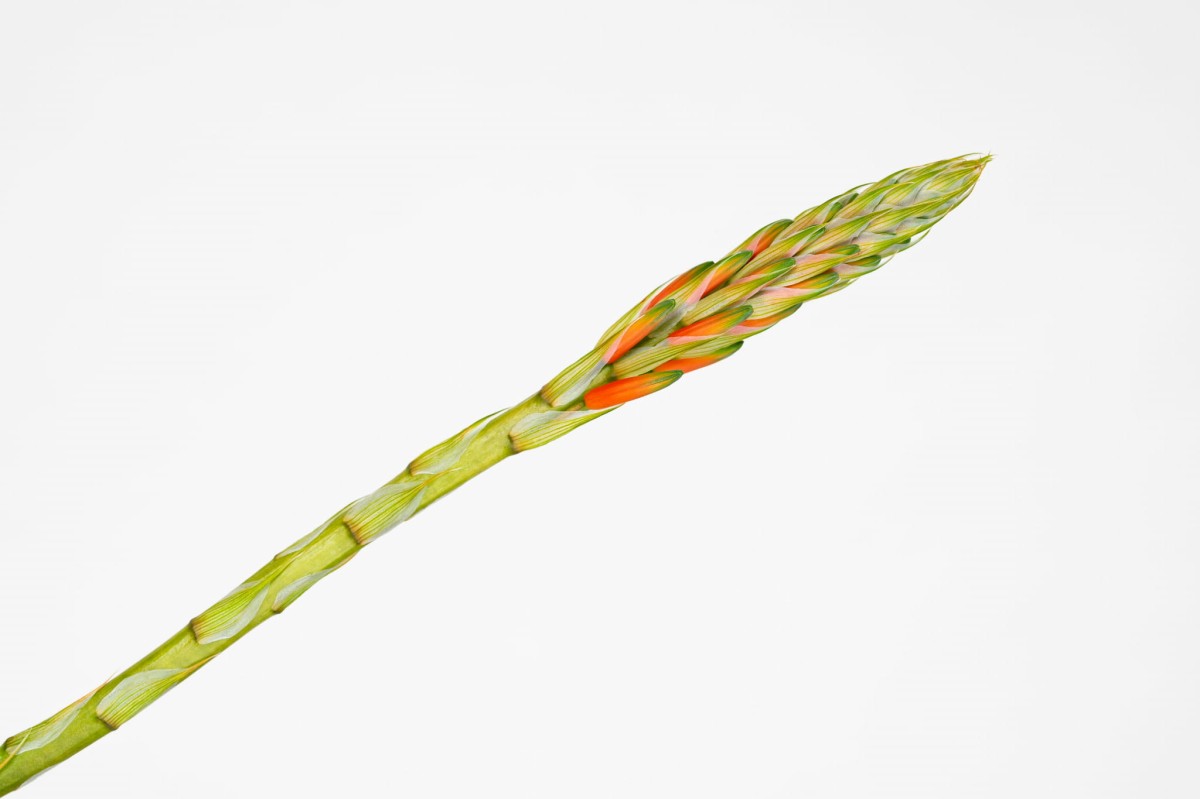 Aloe-humilis-Aloes-niski-01.jpg