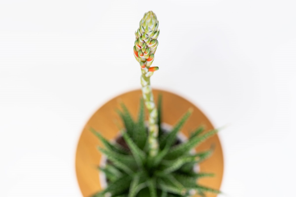 Aloe-humilis-Aloes-niski-02.jpg