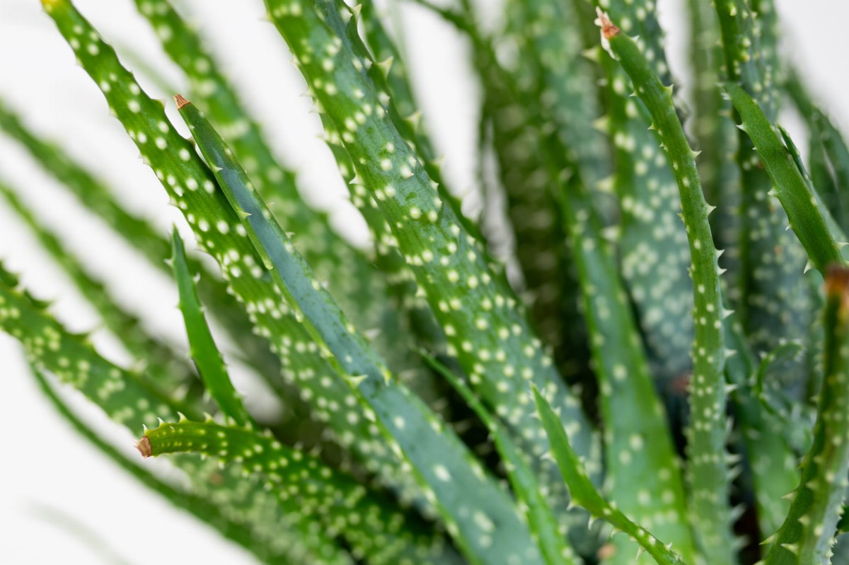 Aloe-humilis-Aloes-niski-03.jpg