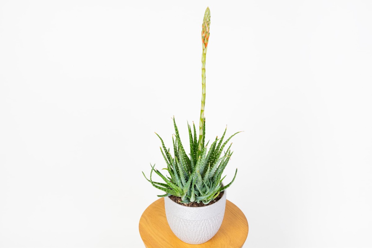 Aloe-humilis-Aloes-niski-04.jpg
