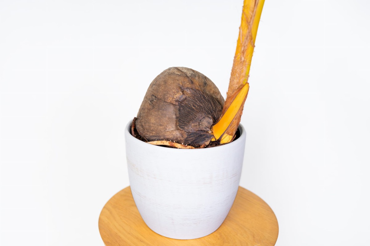 Palma-kokosowa-Coco-Nucufera-04.jpg