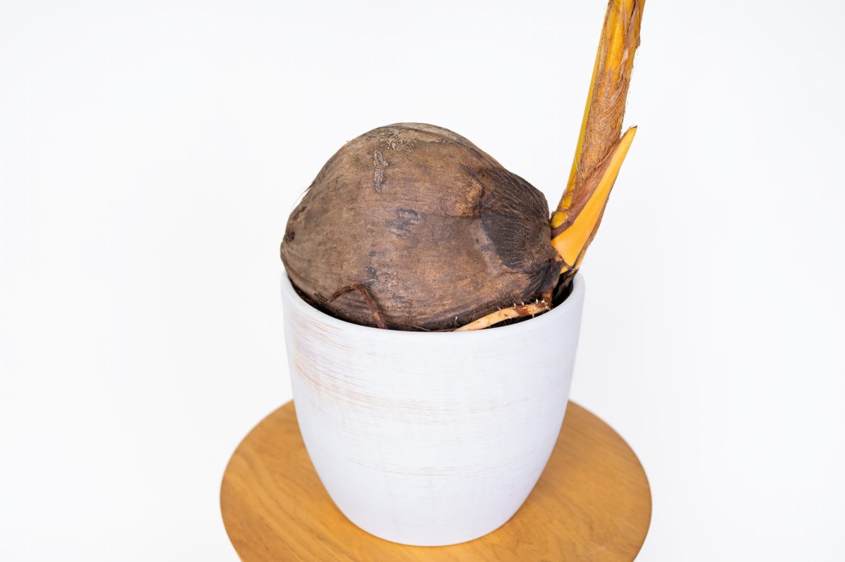 Palma-kokosowa-Coco-Nucufera-05.jpg