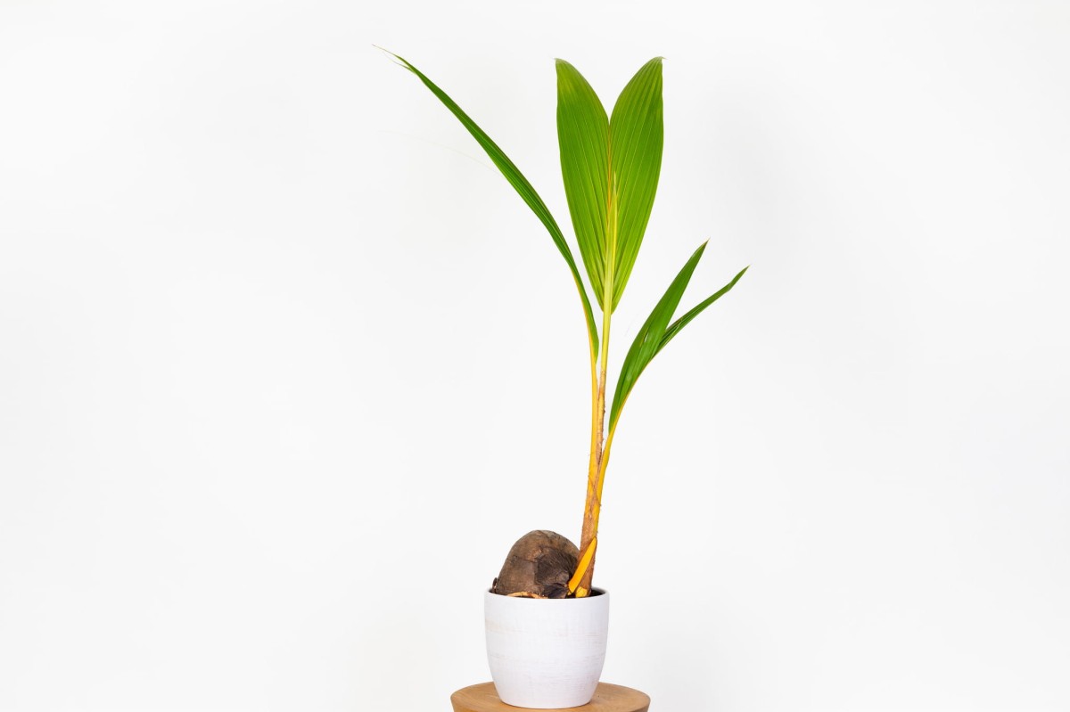 Palma-kokosowa-Coco-Nucufera-0.jpg