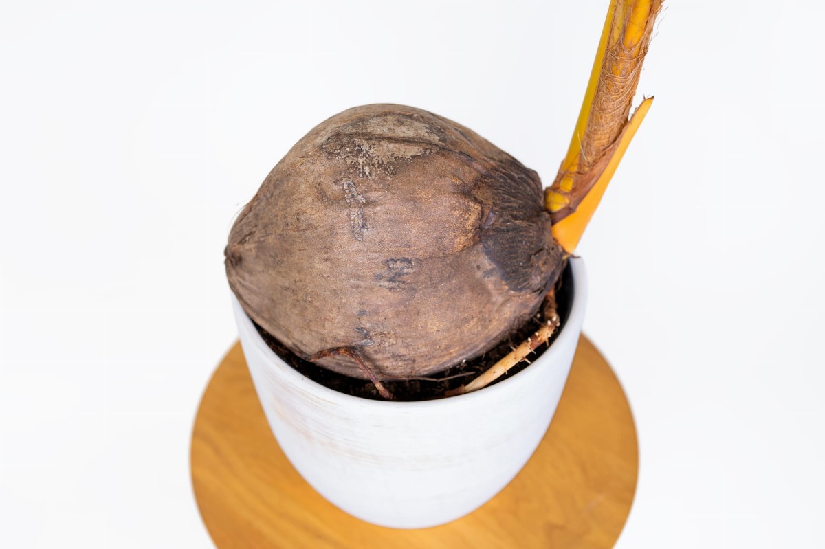 Palma-kokosowa-Coco-Nucufera-01.jpg