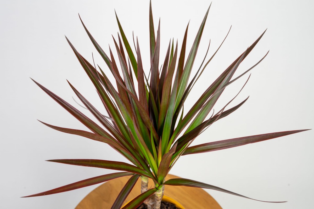 dracaena-marginata-magenta-dracena-obrzezona-lisc-02.jpg