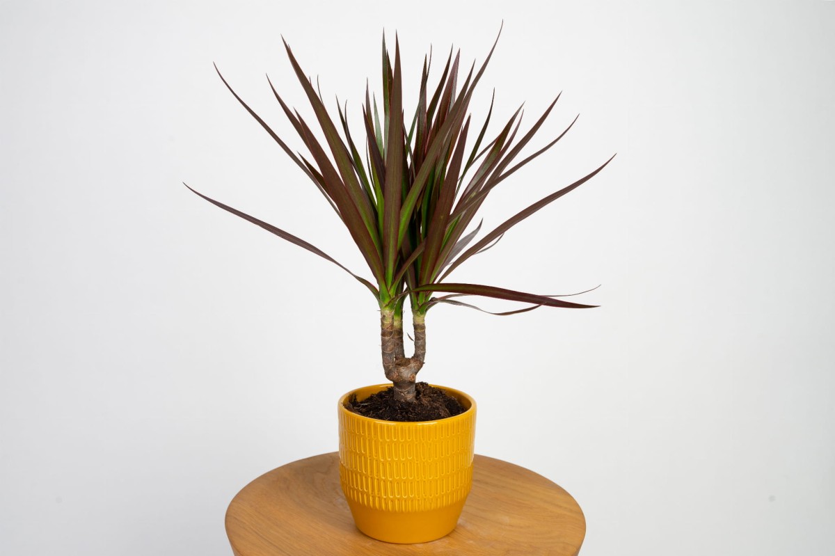 dracaena-marginata-magenta-dracena-obrzezona-02.jpg