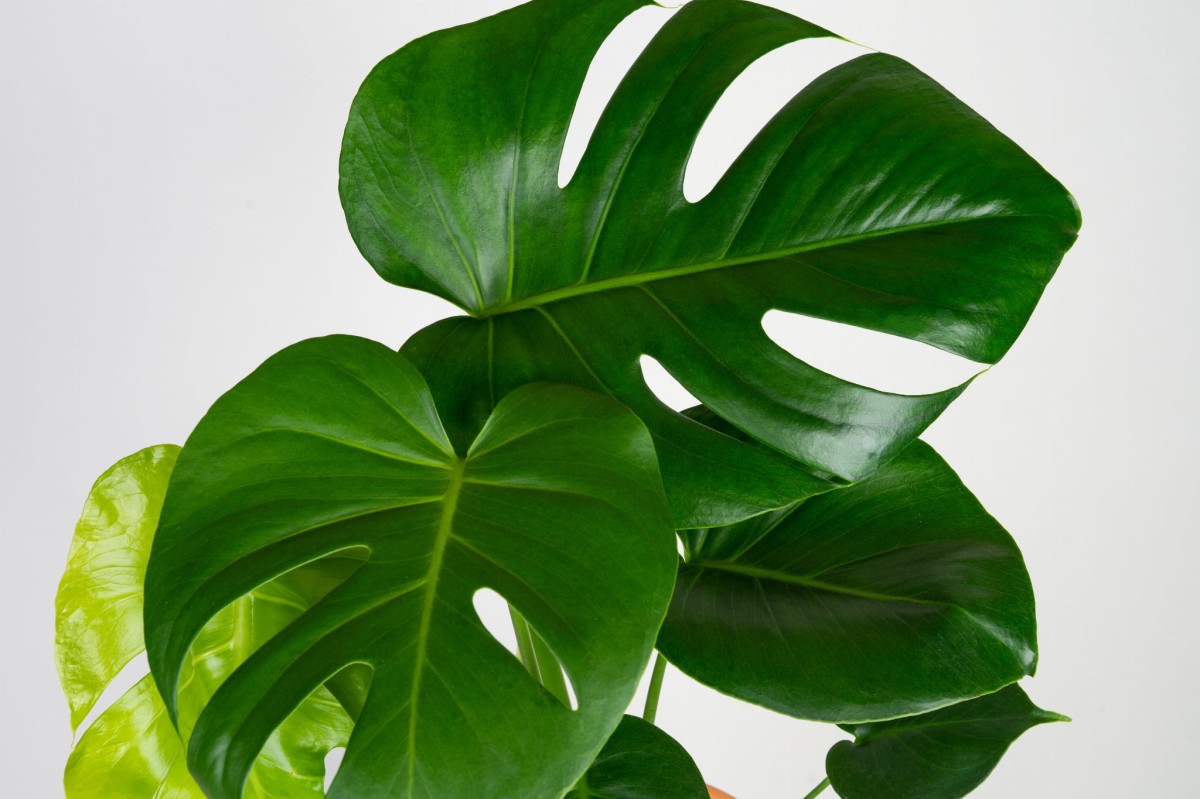 monstera-deliciosa-monstera-dziurawa-lisc.jpg