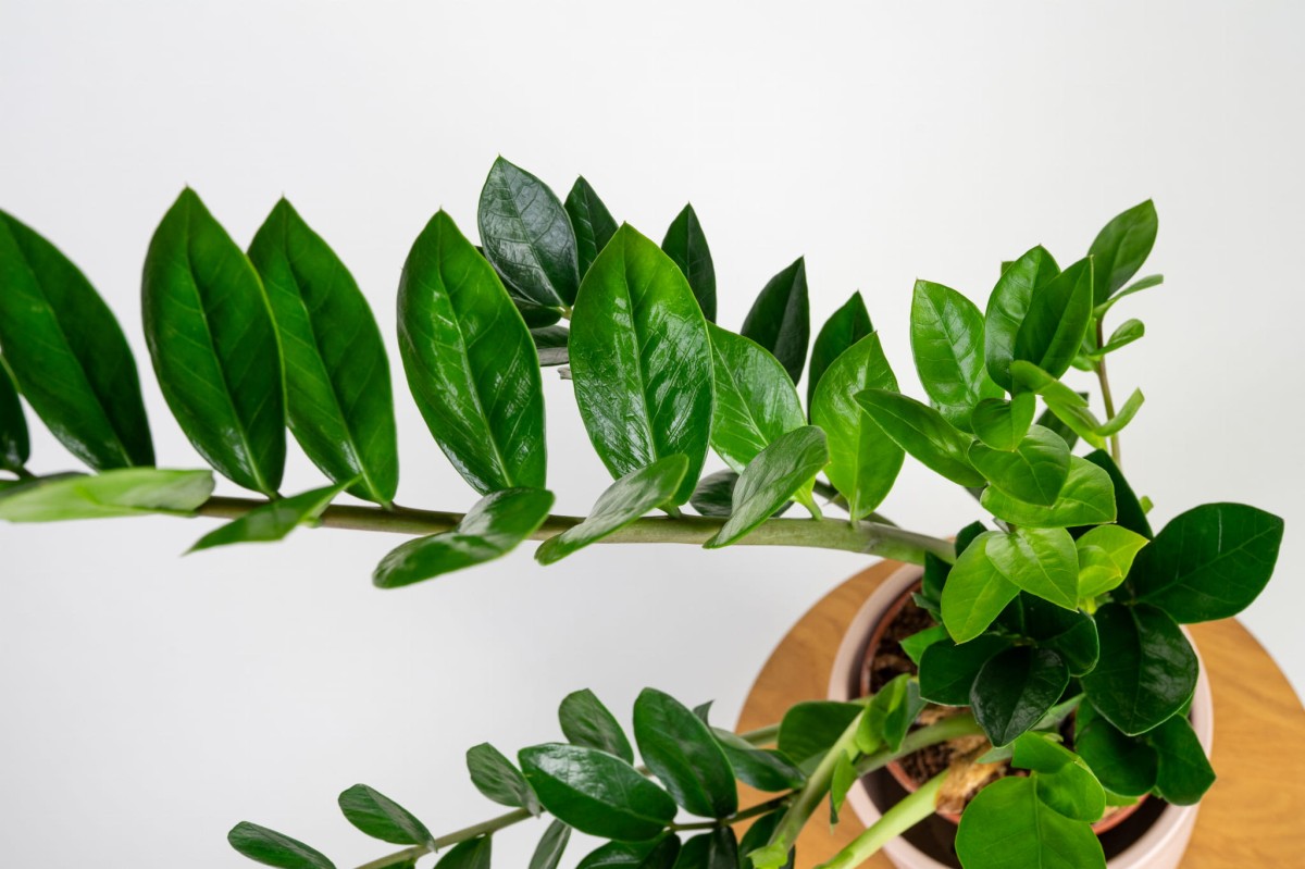 zamioculcas-zamiifolia-zamiokulkas-zamiolistny-lisc-3.jpg