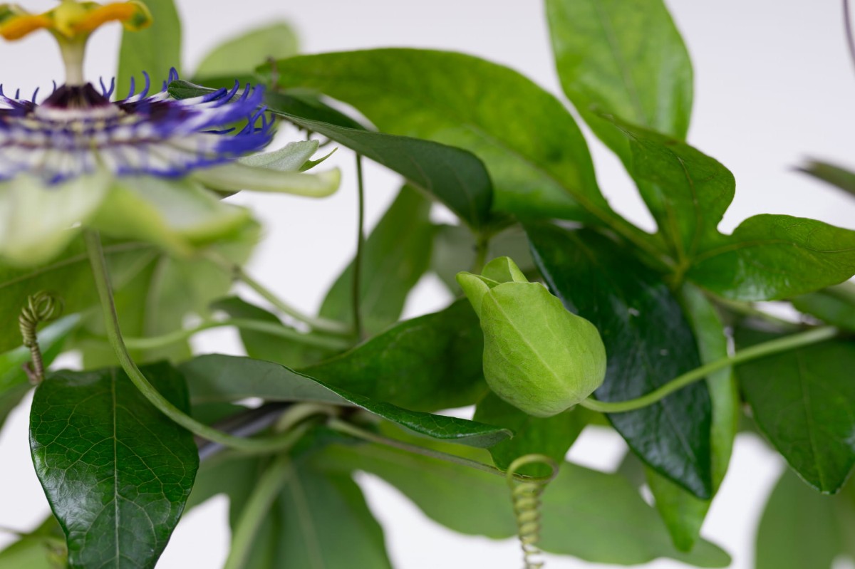 Meczennica-blekitna-CAERULEA-Passiflora-04.jpg