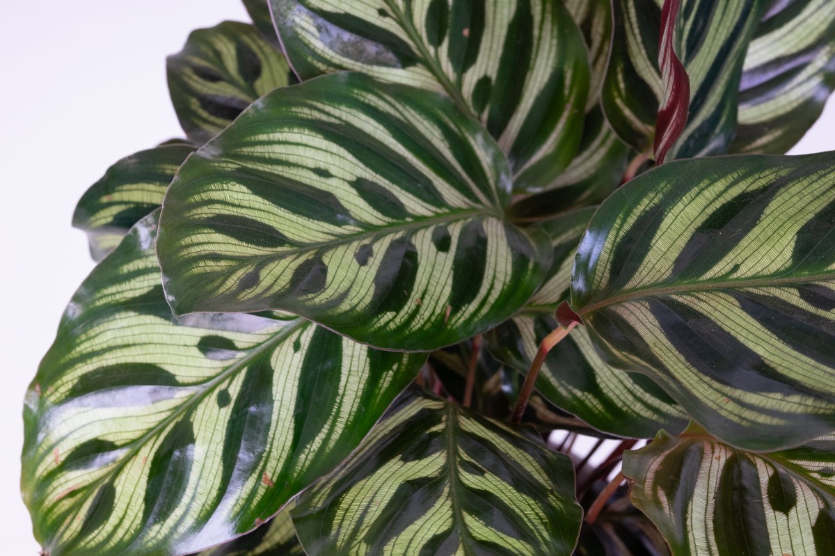 Kalatea-Makoya-Calathea-Makoyana-03.jpg