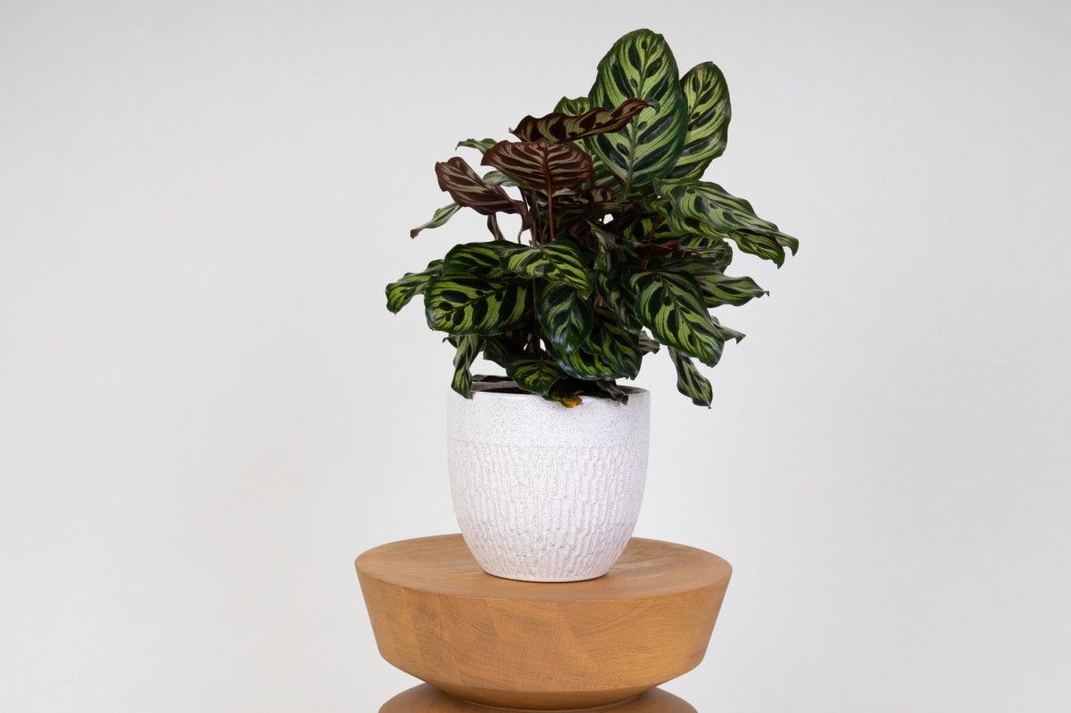 Kalatea-Makoya-Calathea-Makoyana-0.jpg