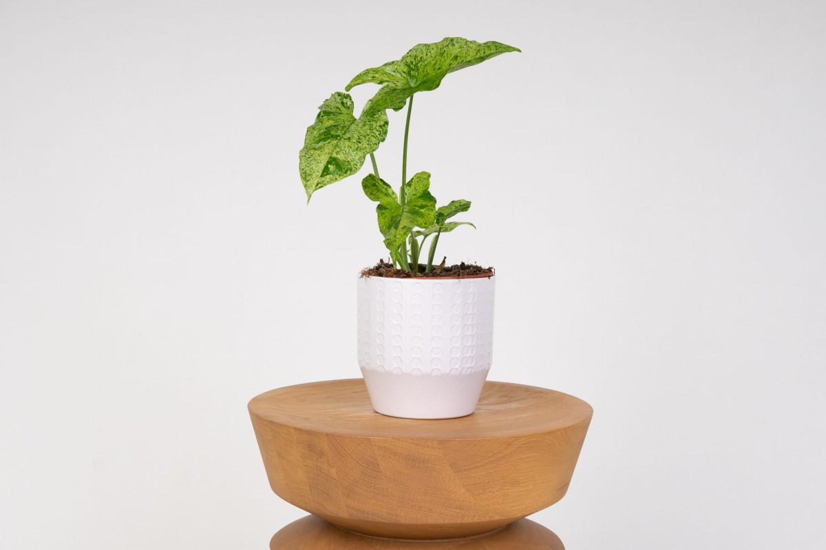 Syngonium-Zroslicha-Mottled-Mojito-0.jpg