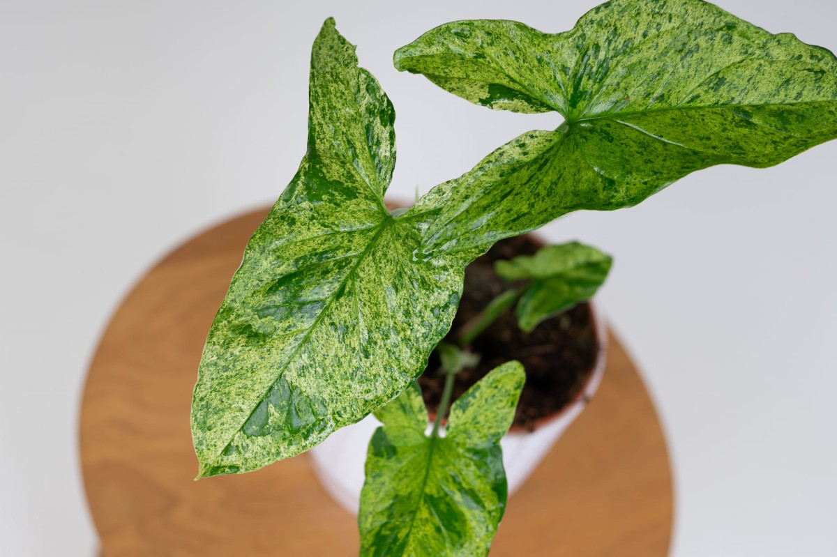 Syngonium-Zroslicha-Mottled-Mojito-02.jpg