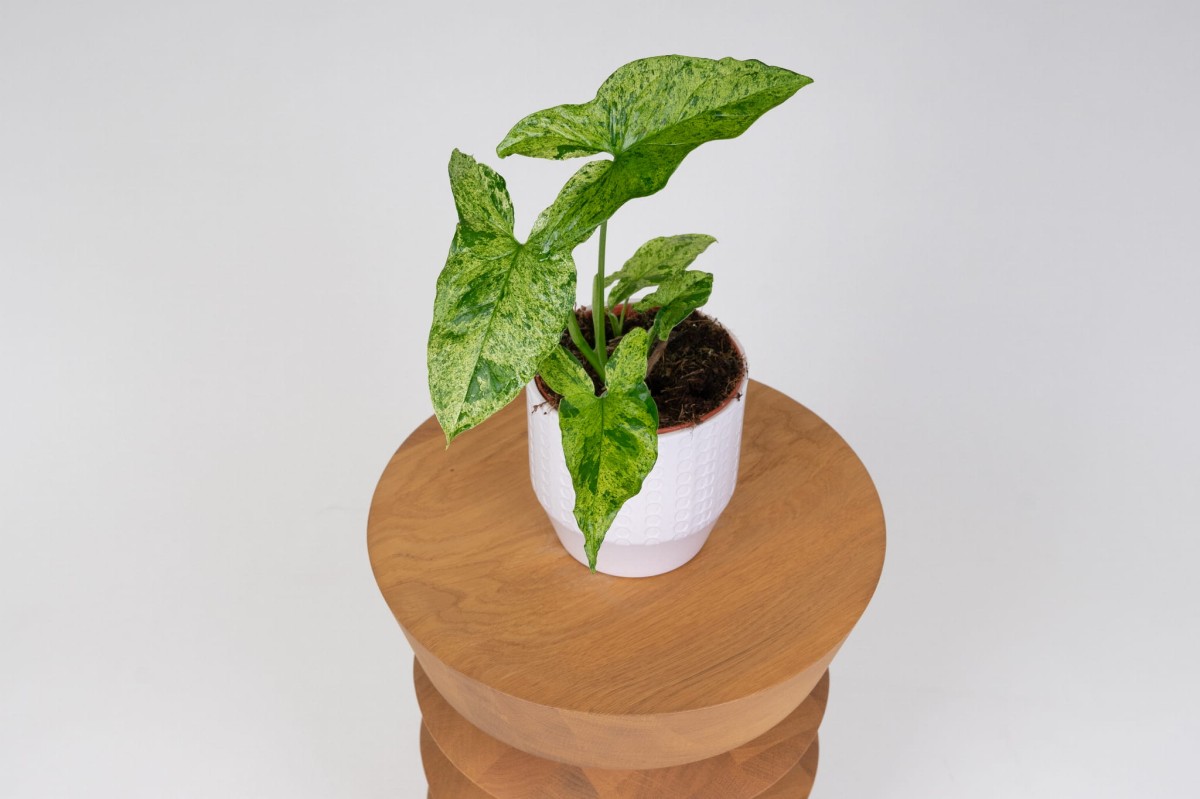 Syngonium-Zroslicha-Mottled-Mojito-03.jpg